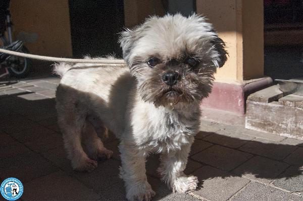 Blakino: il piccolo shih tzu che aspetta il miracolo Foto 6